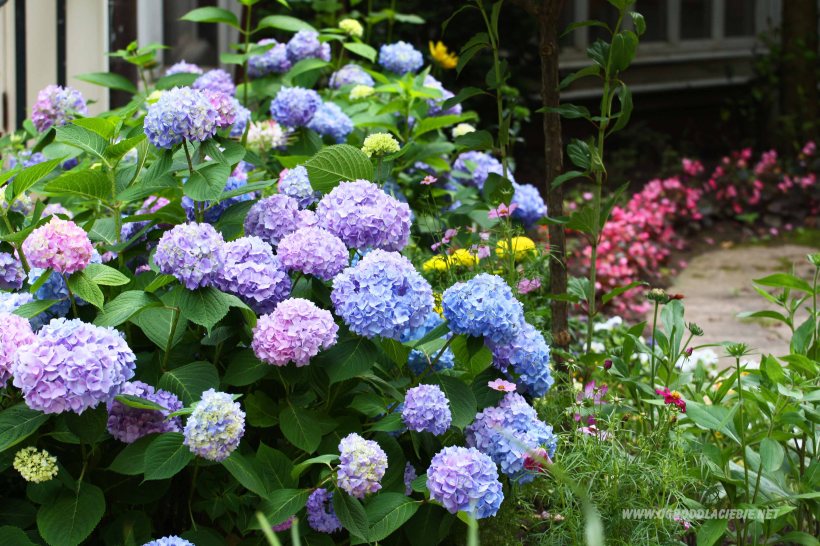 niebieskie hortensje w ogrodzie
